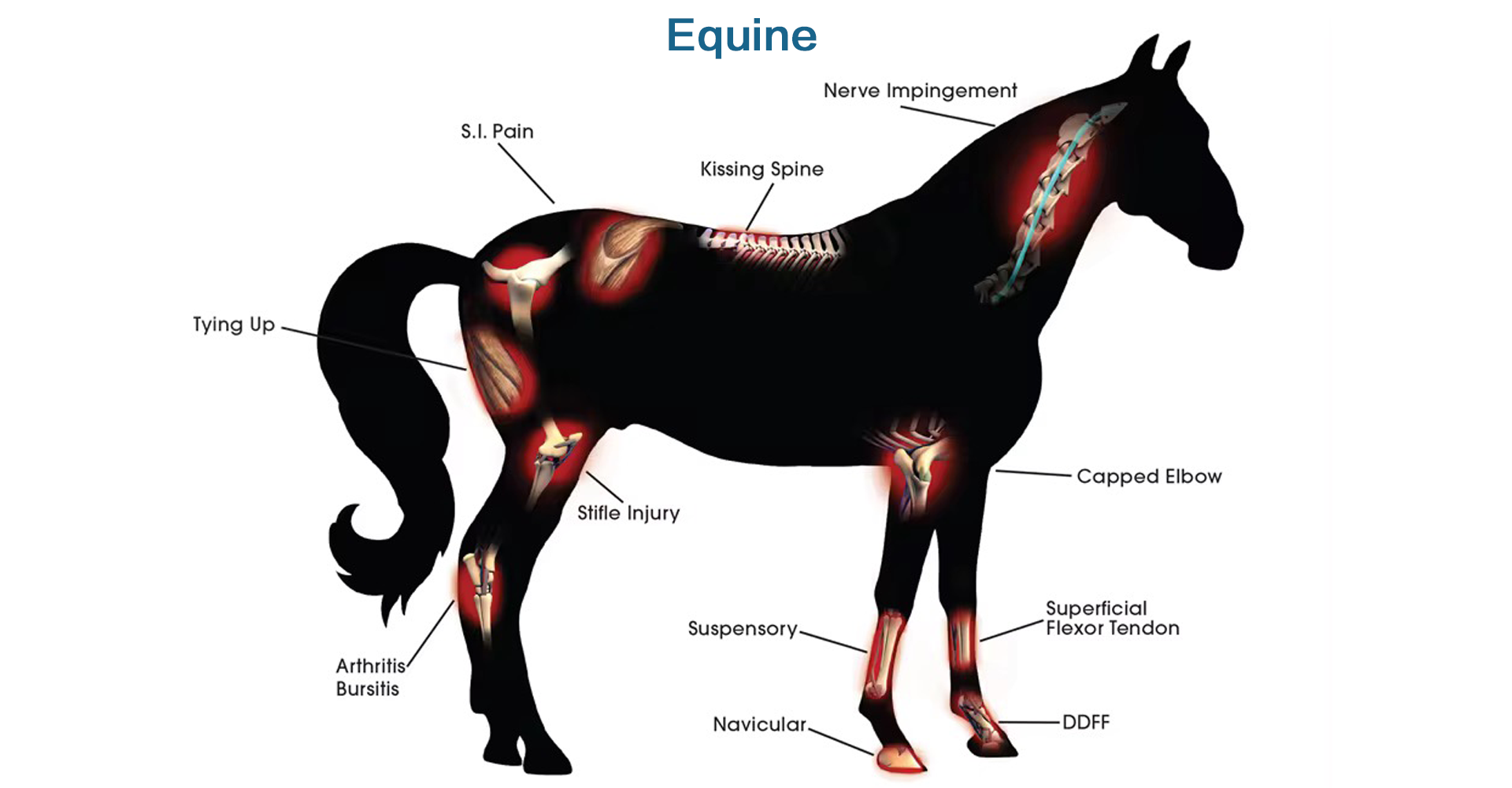Veterinary-11.png